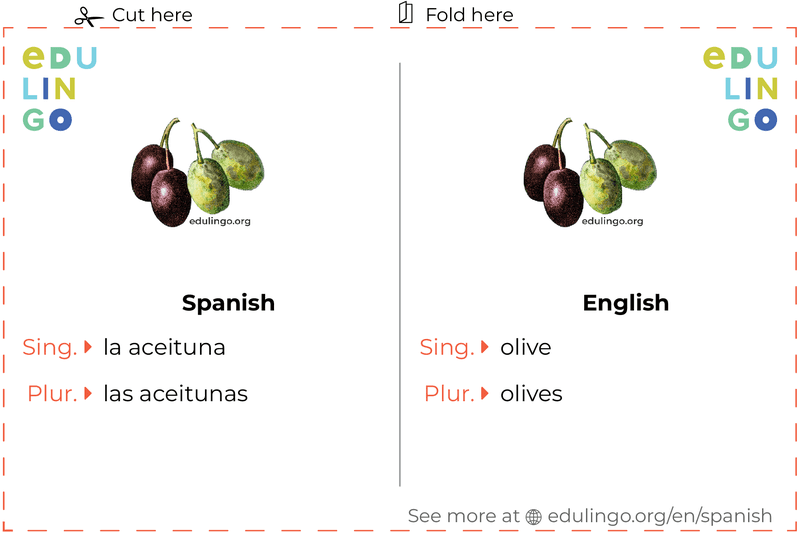 Olive in Spanish vocabulary flashcard for printing, practicing and learning