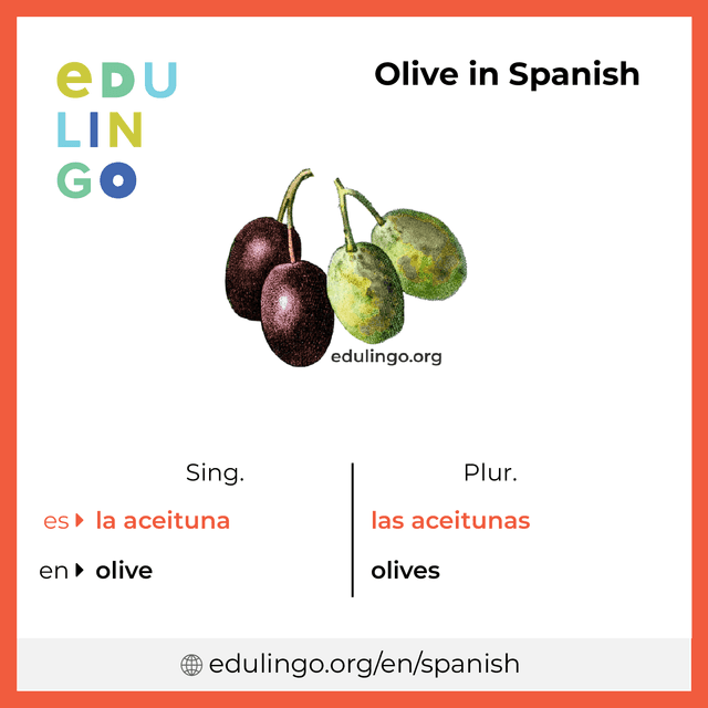 Olive in Spanish vocabulary picture with singular and plural for download and printing