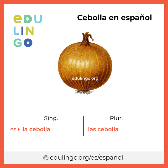 Imagen de vocabulario Cebolla en español con singular y plural para descargar e imprimir