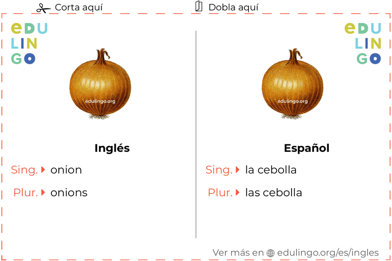 Ficha de Vocabulario Cebolla en inglés para imprimir, practicar y aprender