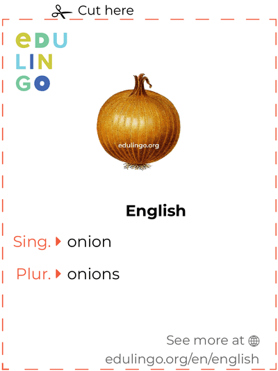 Onion in English vocabulary flashcard for printing, practicing and learning