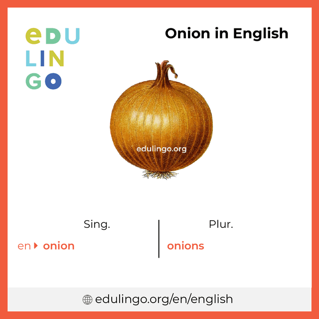 Onion in English vocabulary picture with singular and plural for download and printing
