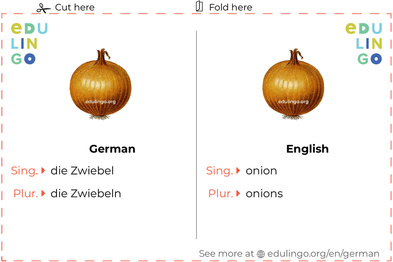 Onion in German vocabulary flashcard for printing, practicing and learning