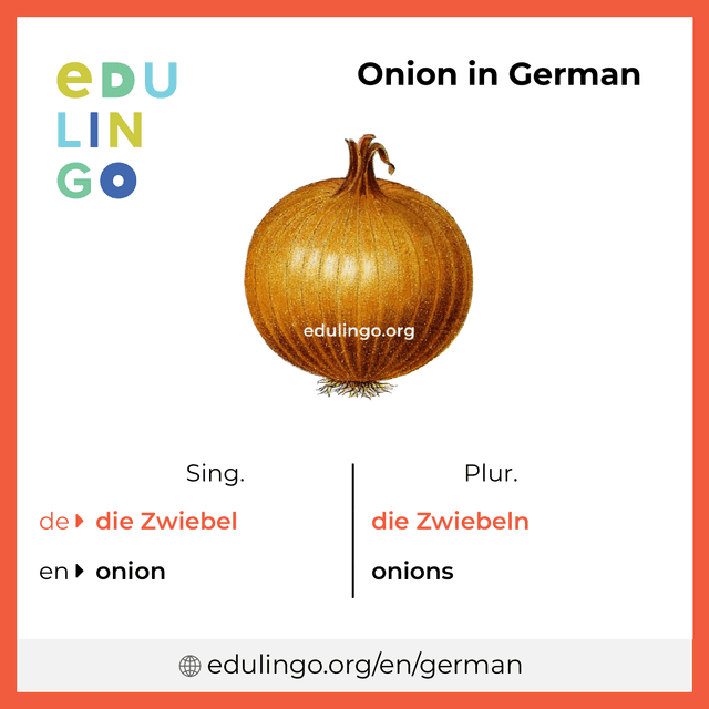 Onion in German vocabulary picture with singular and plural for download and printing