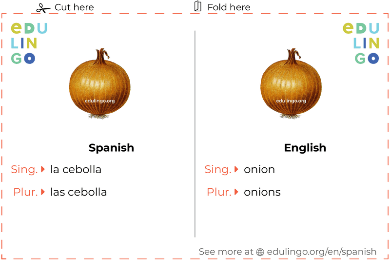 Onion in Spanish vocabulary flashcard for printing, practicing and learning