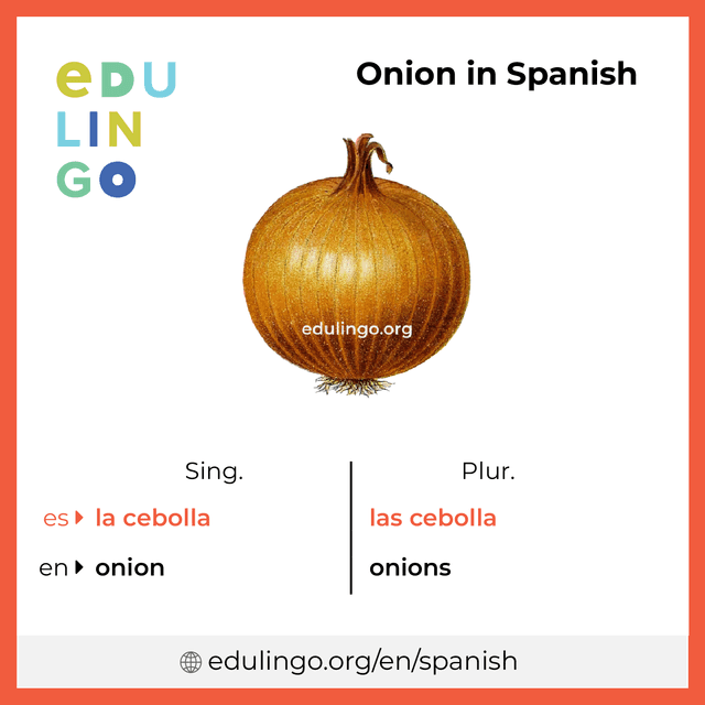 Onion in Spanish vocabulary picture with singular and plural for download and printing