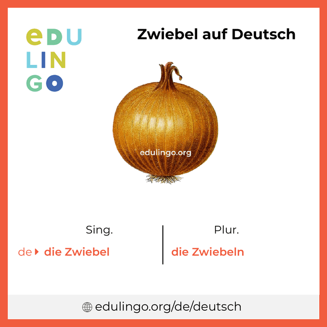 Zwiebel auf Deutsch Vokabelbild mit Singular und Plural zum Herunterladen und Ausdrucken