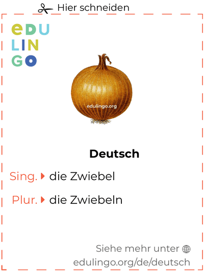 Zwiebel auf Deutsch Vokabelkartei zum Ausdrucken, Üben und Lernen