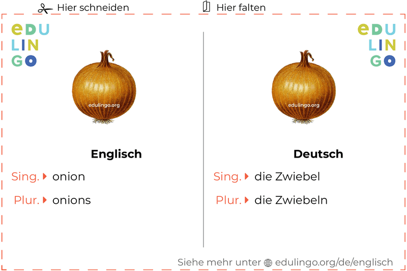 Zwiebel auf Englisch Vokabelkartei zum Ausdrucken, Üben und Lernen