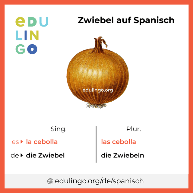 Zwiebel auf Spanisch Vokabelbild mit Singular und Plural zum Herunterladen und Ausdrucken