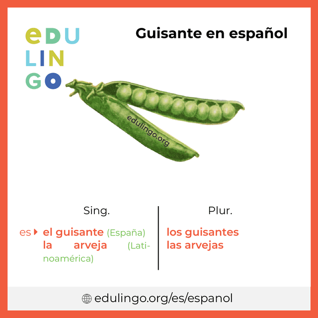 Imagen de vocabulario Guisante en español con singular y plural para descargar e imprimir