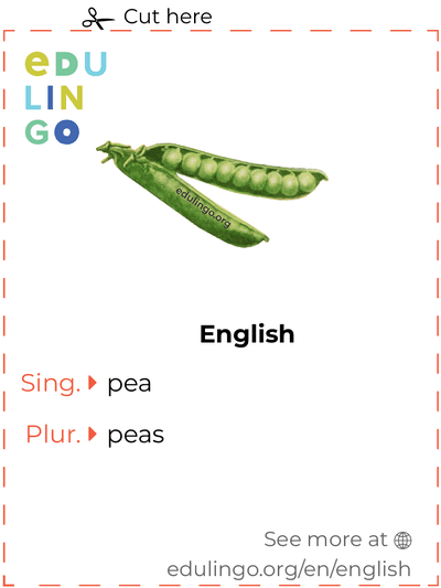 Pea in English vocabulary flashcard for printing, practicing and learning