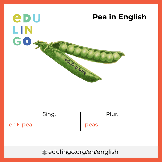 Pea in English vocabulary picture with singular and plural for download and printing