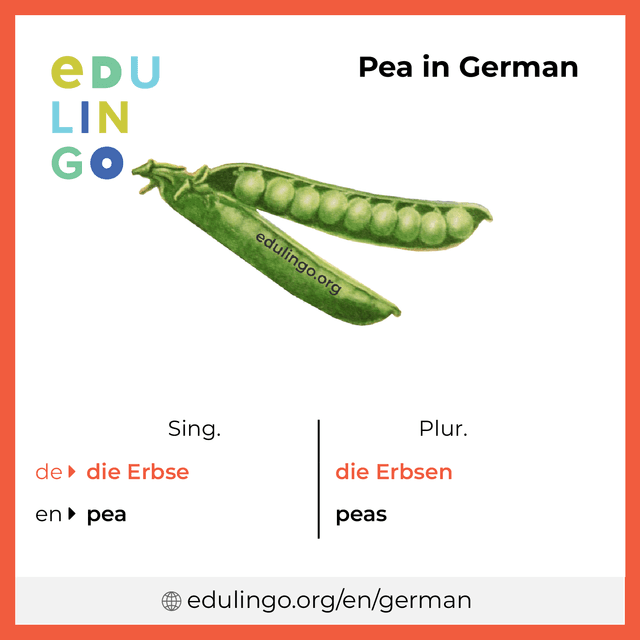 Pea in German vocabulary picture with singular and plural for download and printing
