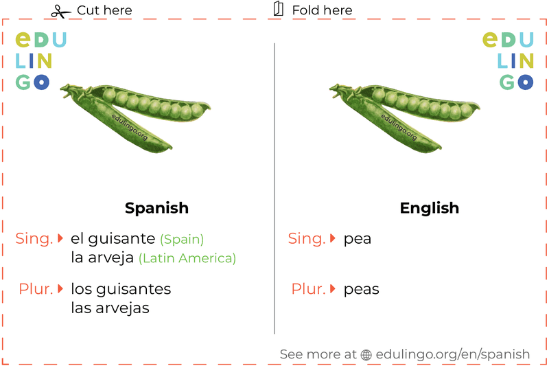 Pea in Spanish vocabulary flashcard for printing, practicing and learning