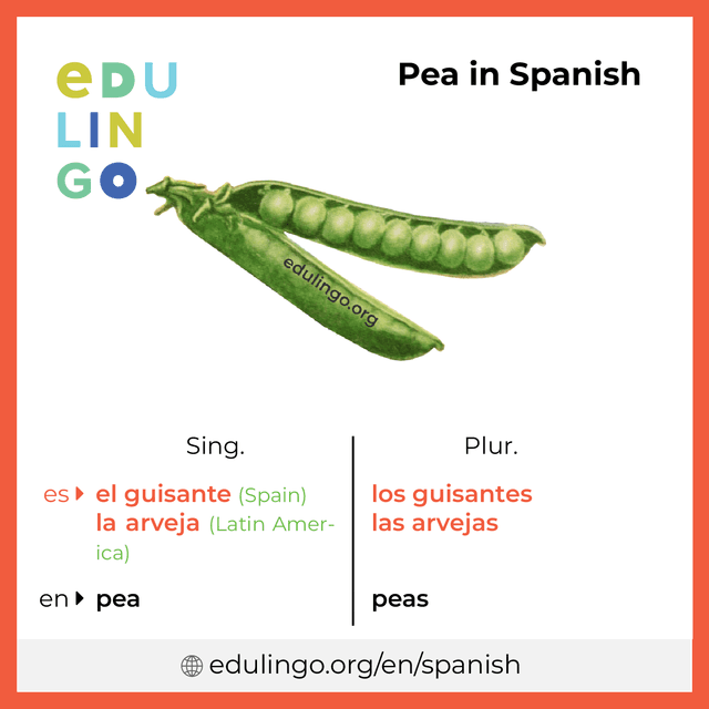 Pea in Spanish vocabulary picture with singular and plural for download and printing