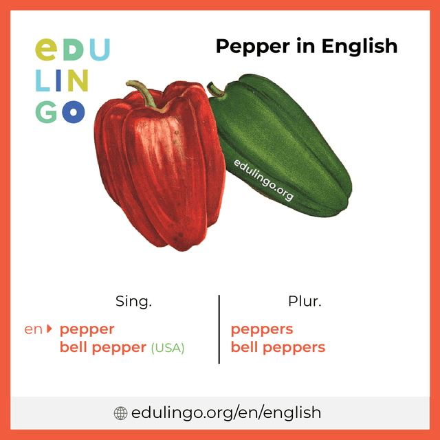 Pepper in English vocabulary picture with singular and plural for download and printing