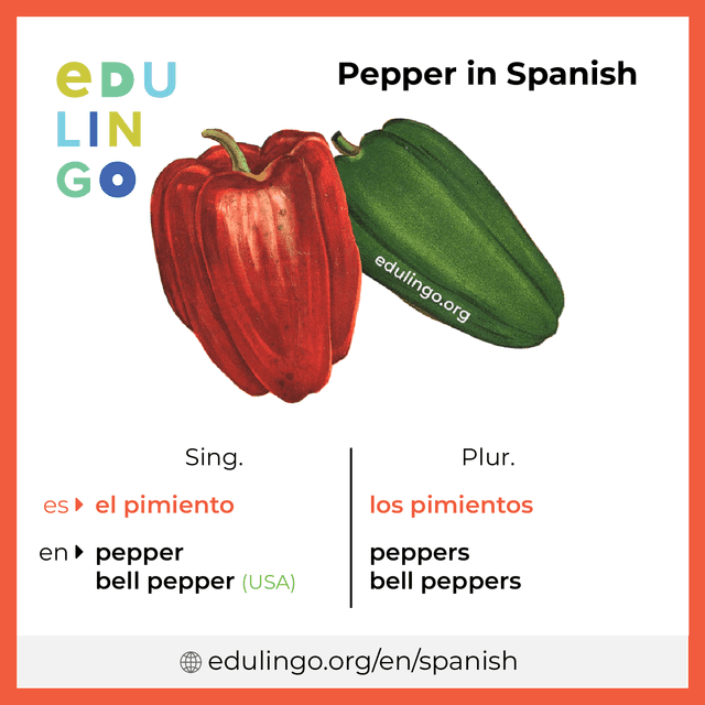 Pepper in Spanish vocabulary picture with singular and plural for download and printing