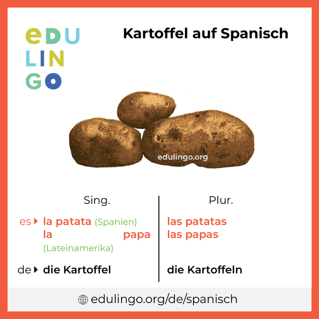 Kartoffel auf Spanisch Vokabelbild mit Singular und Plural zum Herunterladen und Ausdrucken