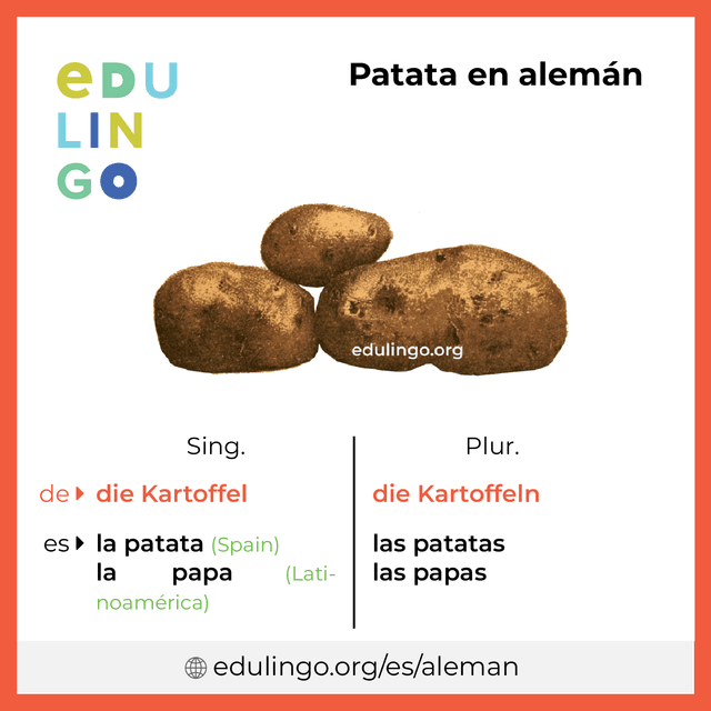 Imagen de vocabulario Patata en alemán con singular y plural para descargar e imprimir