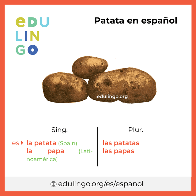 Imagen de vocabulario Patata en español con singular y plural para descargar e imprimir