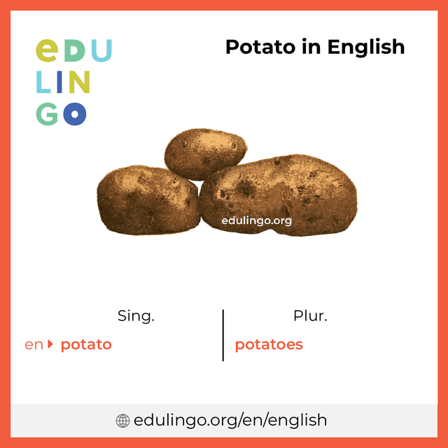 Potato in English vocabulary picture with singular and plural for download and printing
