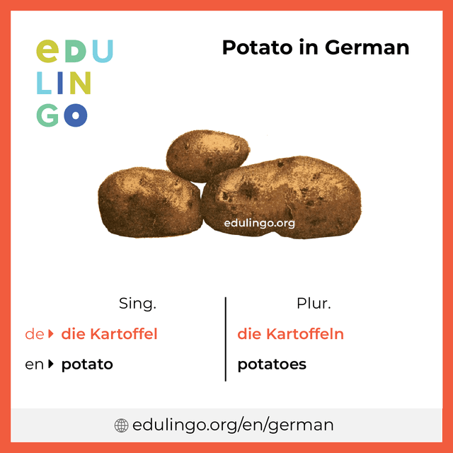 Potato in German vocabulary picture with singular and plural for download and printing