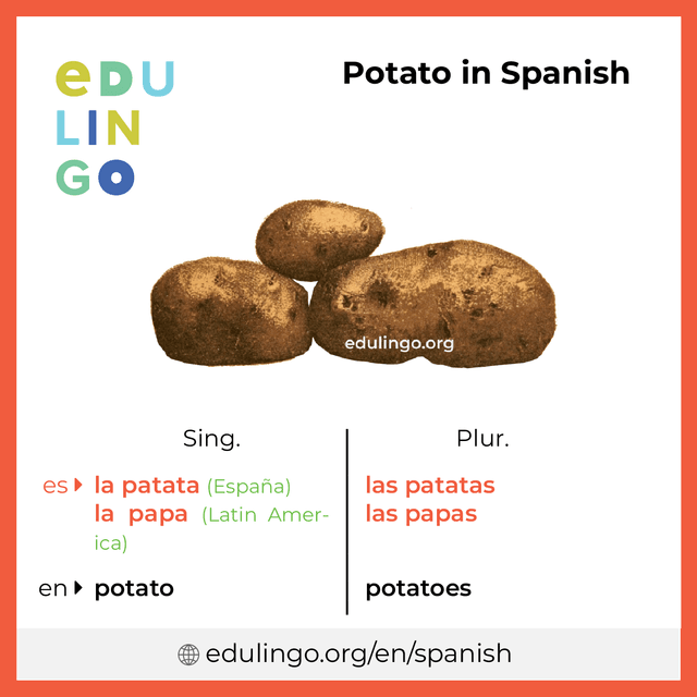 Potato in Spanish vocabulary picture with singular and plural for download and printing