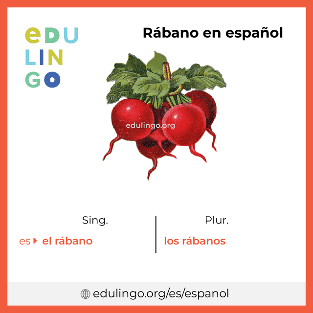 Imagen de vocabulario Rábano en español con singular y plural para descargar e imprimir