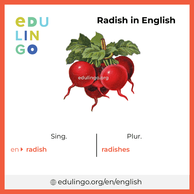 Radish in English vocabulary picture with singular and plural for download and printing