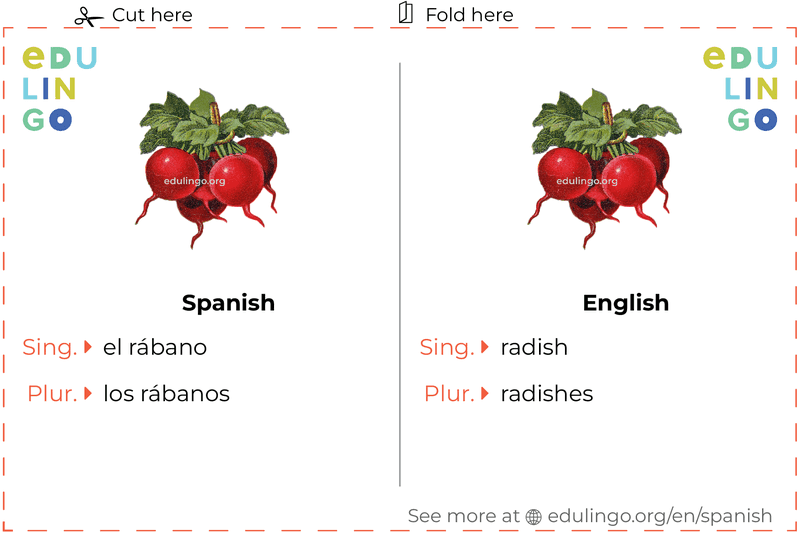 Radish in Spanish vocabulary flashcard for printing, practicing and learning