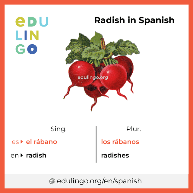 Radish in Spanish vocabulary picture with singular and plural for download and printing