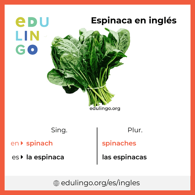 Imagen de vocabulario Espinaca en inglés con singular y plural para descargar e imprimir