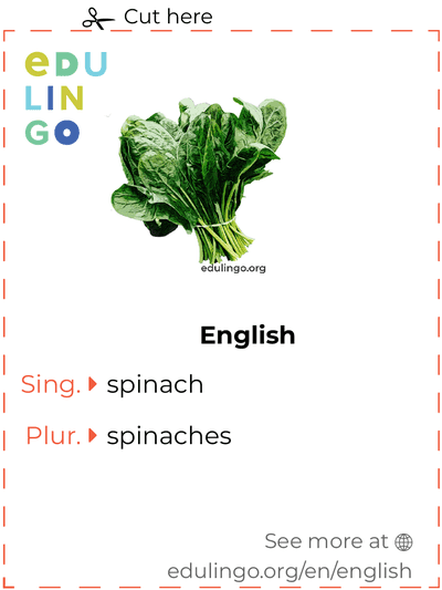 Spinach in English vocabulary flashcard for printing, practicing and learning