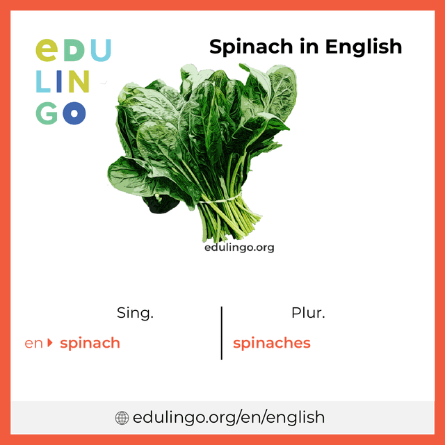 Spinach in English vocabulary picture with singular and plural for download and printing