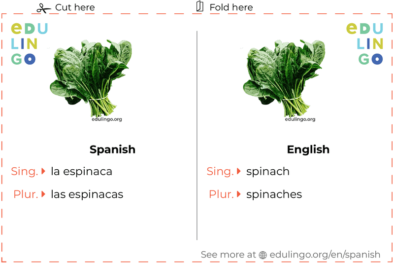 Spinach in Spanish vocabulary flashcard for printing, practicing and learning