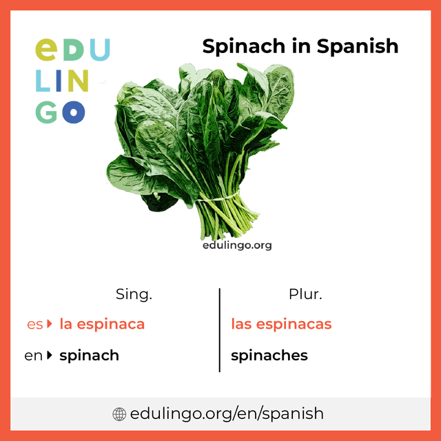 Spinach in Spanish vocabulary picture with singular and plural for download and printing