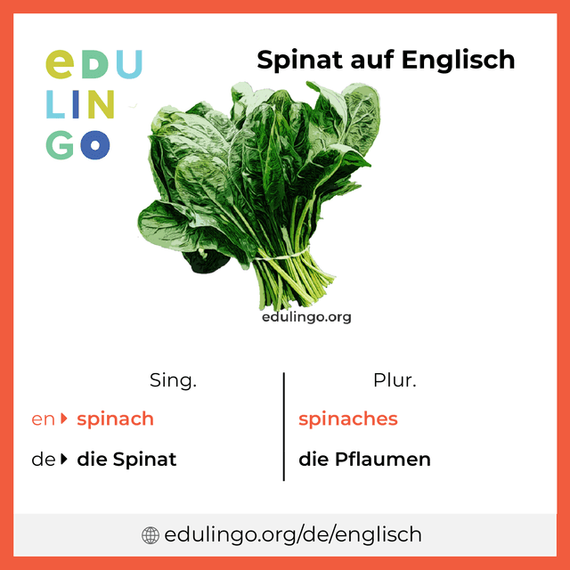 Spinat auf Englisch Vokabelbild mit Singular und Plural zum Herunterladen und Ausdrucken
