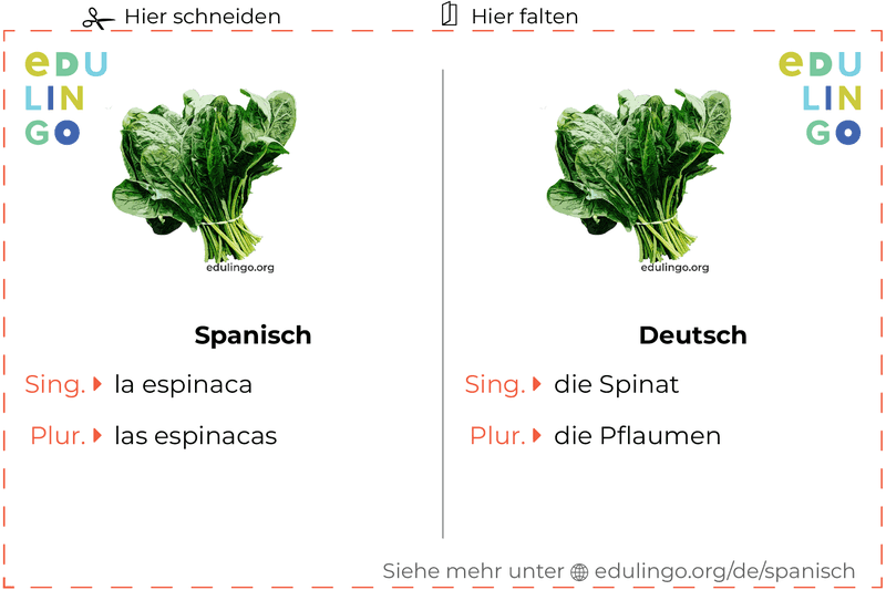 Spinat auf Spanisch Vokabelkartei zum Ausdrucken, Üben und Lernen