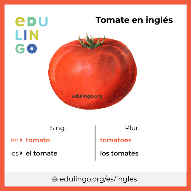 Imagen de vocabulario Tomate en inglés con singular y plural para descargar e imprimir