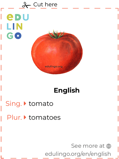 Tomato in English vocabulary flashcard for printing, practicing and learning