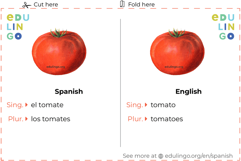 Tomato in Spanish vocabulary flashcard for printing, practicing and learning