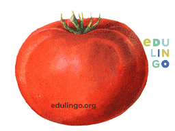 Vorschaubild: Tomate auf Englisch