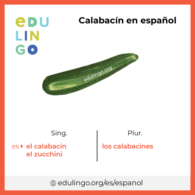 Imagen de vocabulario Calabacín en español con singular y plural para descargar e imprimir