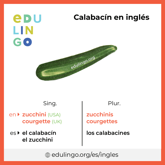 Imagen de vocabulario Calabacín en inglés con singular y plural para descargar e imprimir