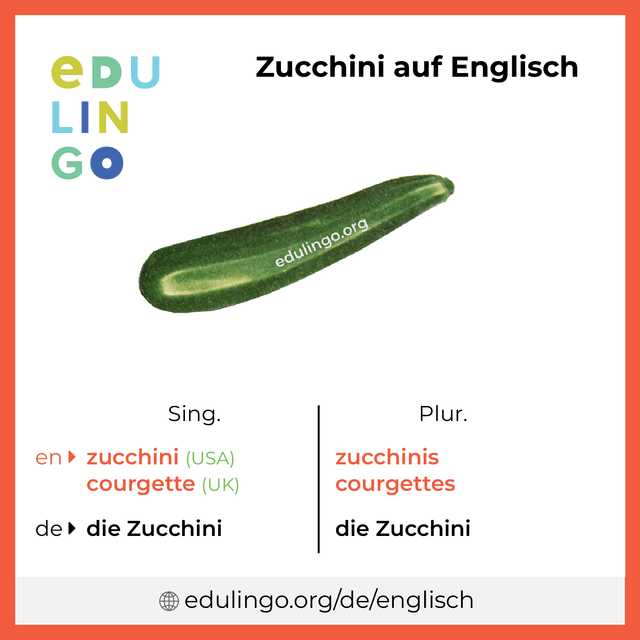 Zucchini auf Englisch Vokabelbild mit Singular und Plural zum Herunterladen und Ausdrucken