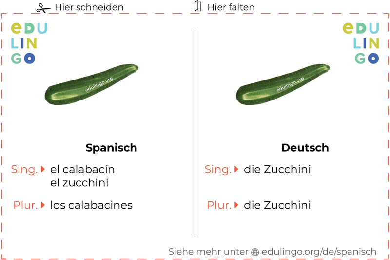 Zucchini auf Spanisch Vokabelkartei zum Ausdrucken, Üben und Lernen