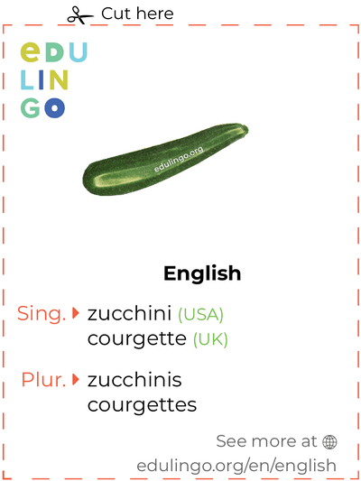 Zucchini in English vocabulary flashcard for printing, practicing and learning