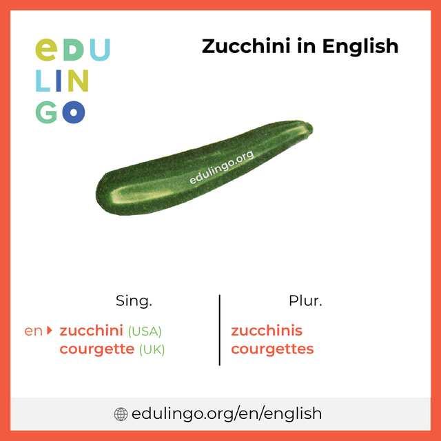 Zucchini in English vocabulary picture with singular and plural for download and printing
