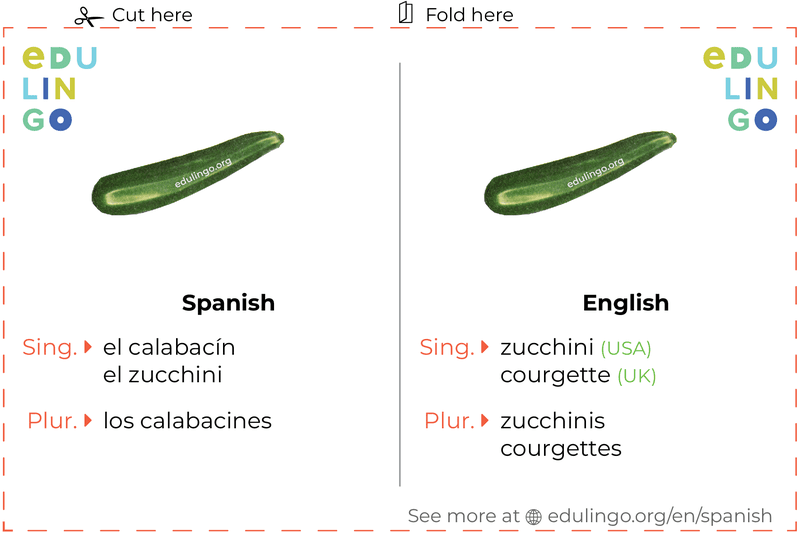 Zucchini in Spanish vocabulary flashcard for printing, practicing and learning